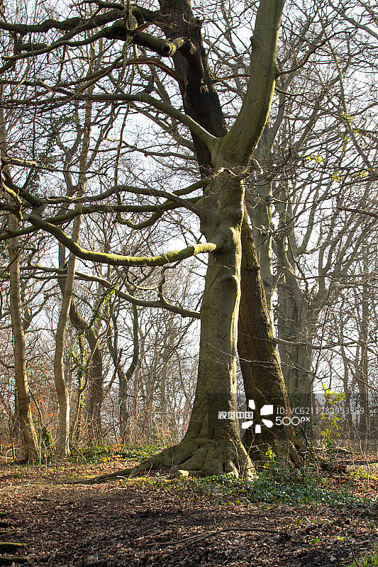 拥抱树木的人图片素材