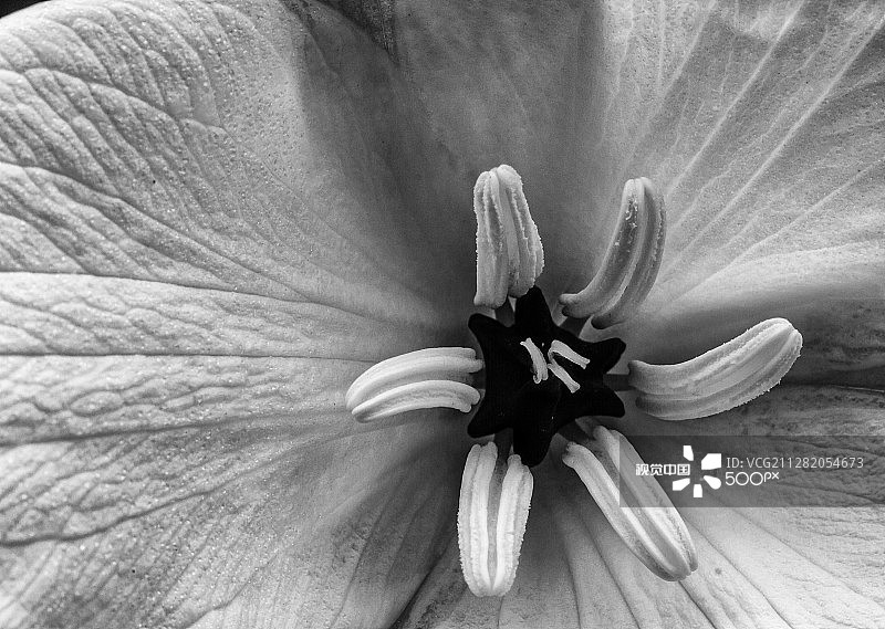 延龄草花药特写图片素材