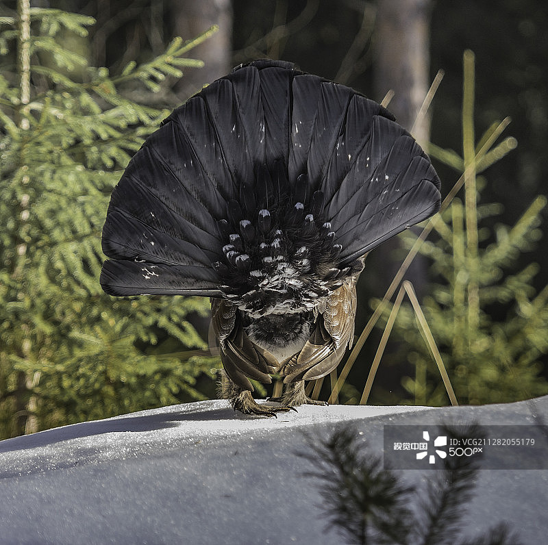 西方松鸡图片素材
