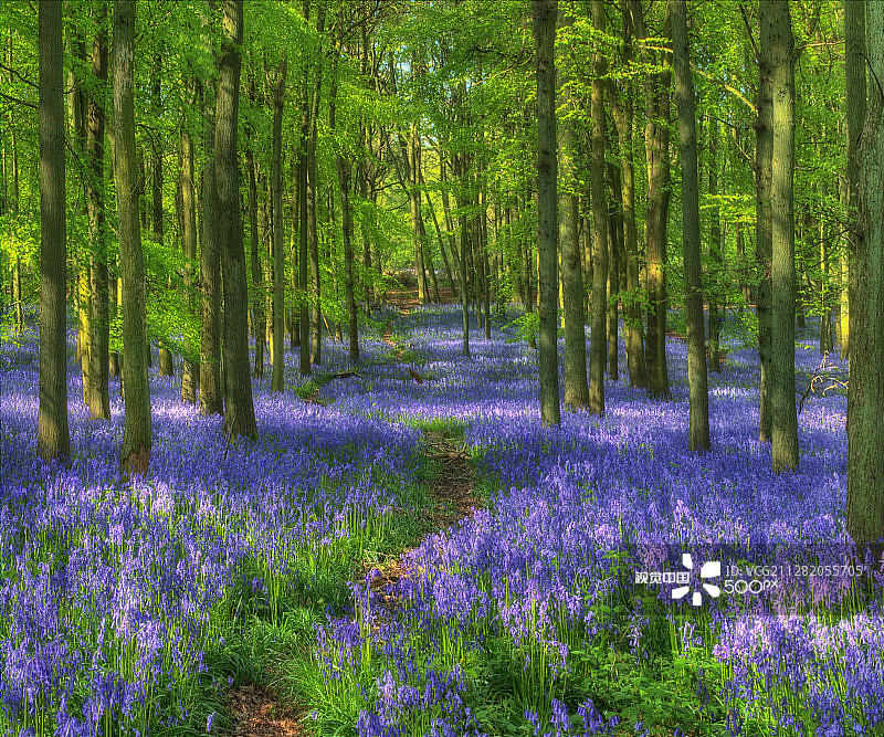 Dockey Wood的风铃草图片素材
