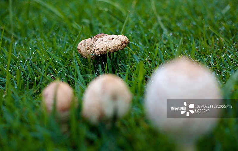 咖啡色蘑菇图片素材