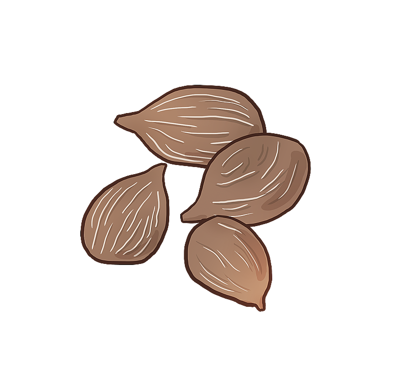 胖大海图片素材