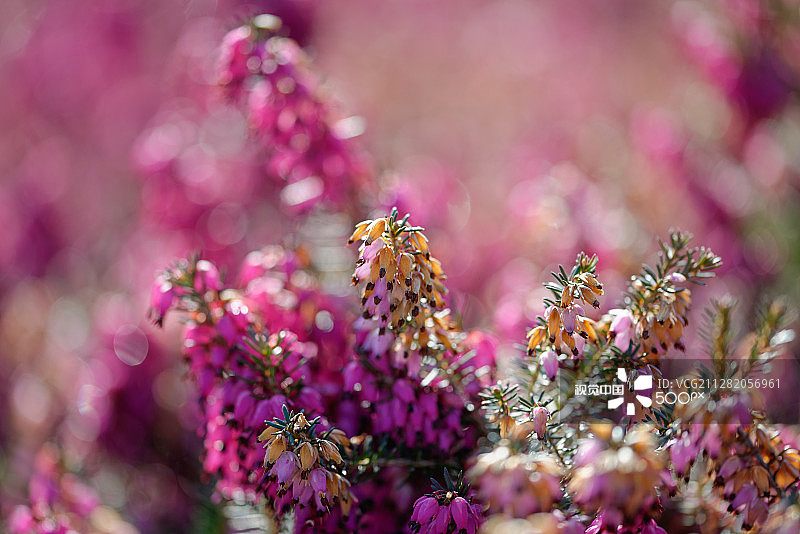 彩色石楠花图片素材