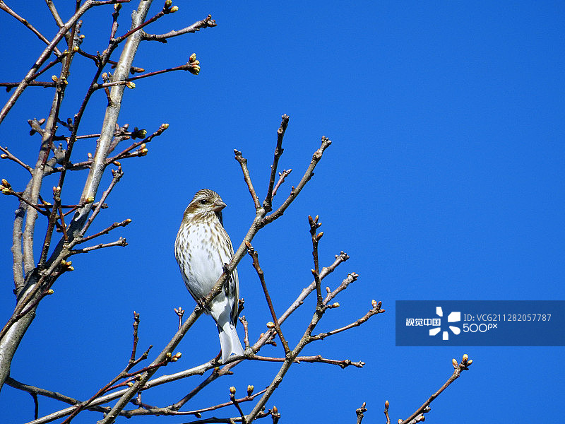 雄性林鸫图片素材