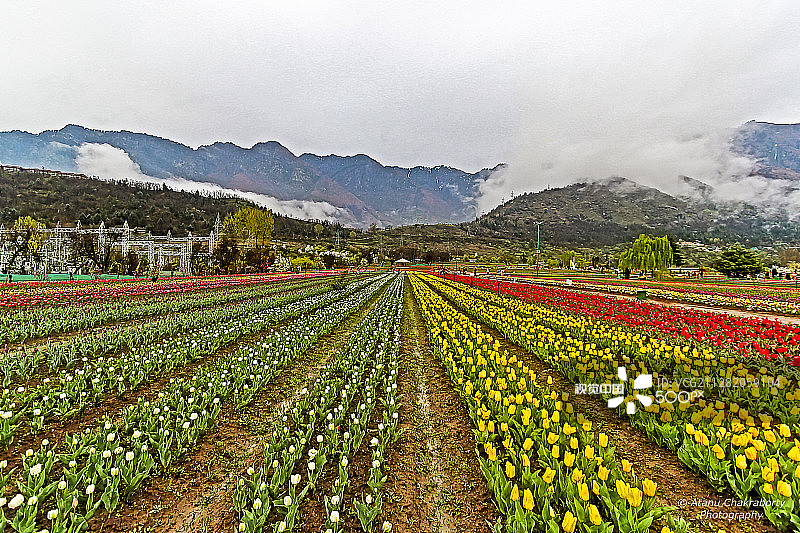 喀什米尔郁金香花园图片素材