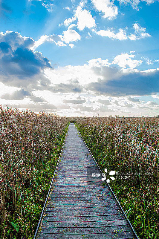 威肯芬自然保护区，剑桥郡，英国图片素材