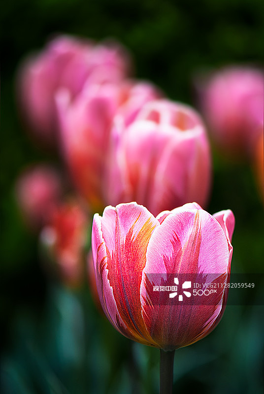 2015年5月的布鲁克林植物园图片素材