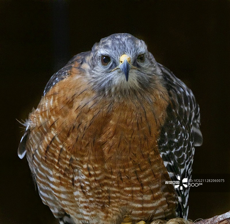 红肩鹰肖像图片素材