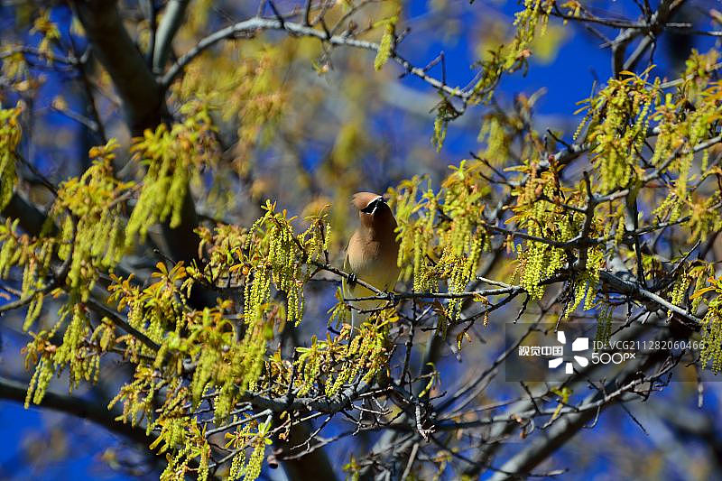 一只年幼的雪松太平鸟图片素材