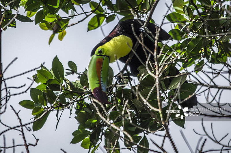 硫黄巨嘴鸟图片素材