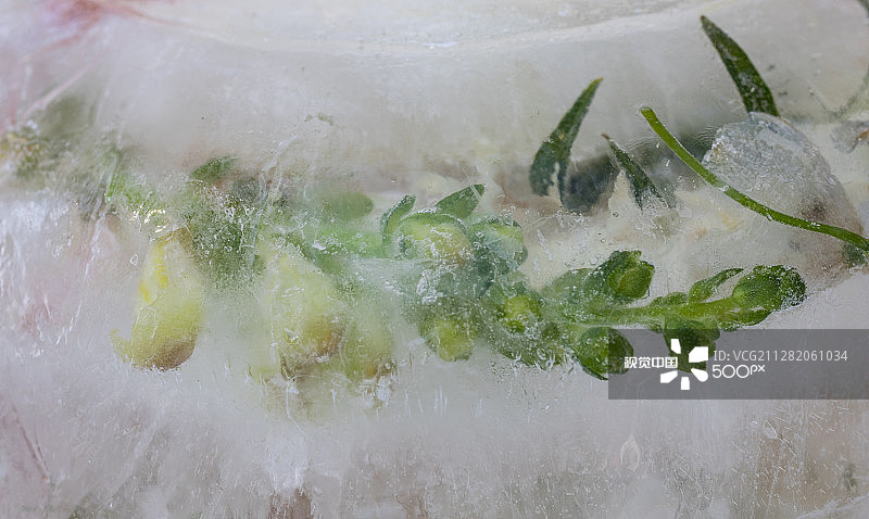 金鱼草图片素材