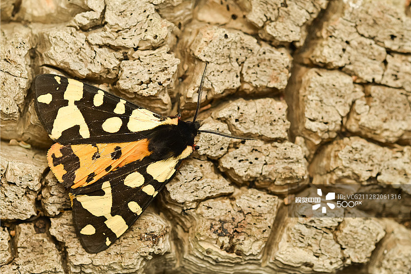 Arctia caja图片素材