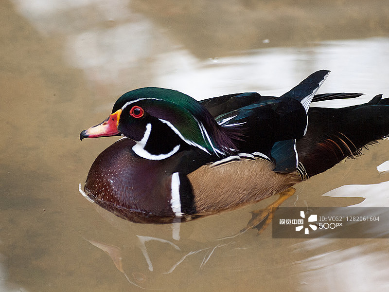 彩色小鸭图片素材