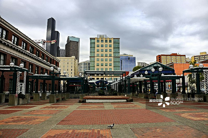 孤独的鸽子图片素材