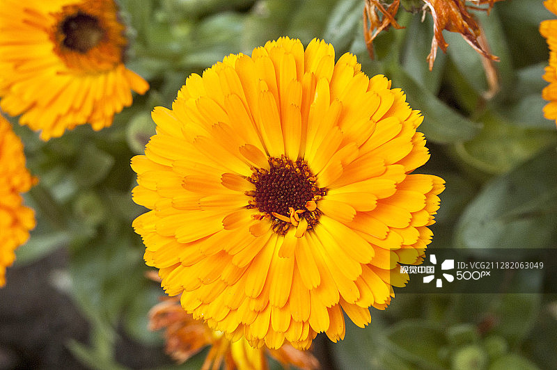 黄色金盏花图片素材