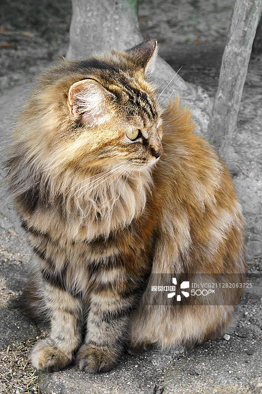 尾道的灰色猫图片素材