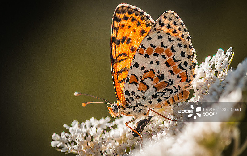 Melitaea didyma图片素材