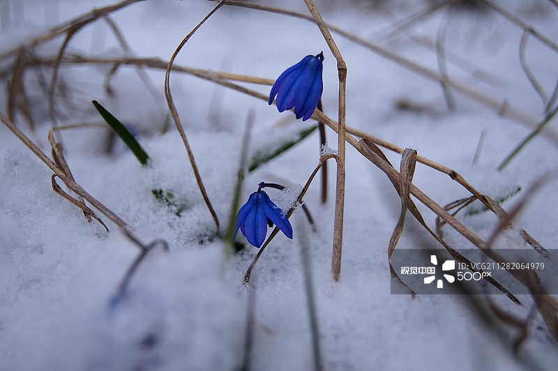 月见草图片素材