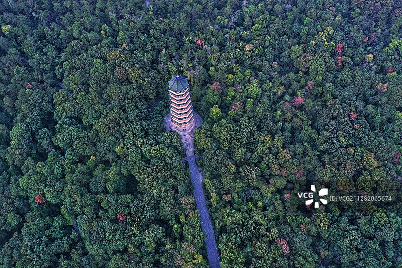 灵谷深松图片素材
