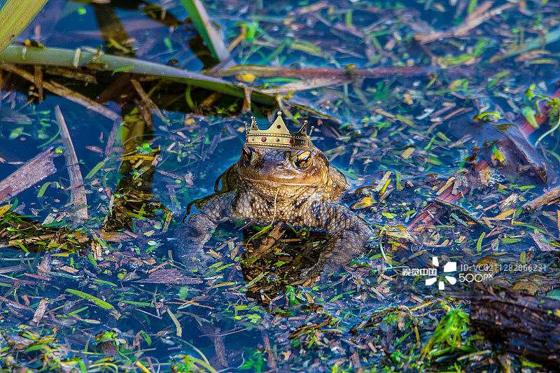 白马王子图片素材
