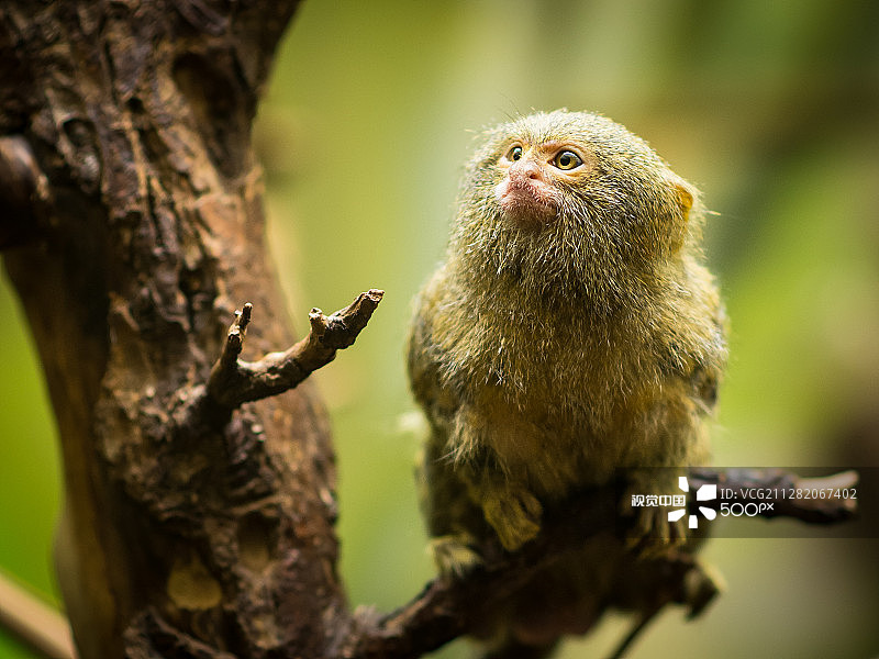 沉思的倭狨图片素材