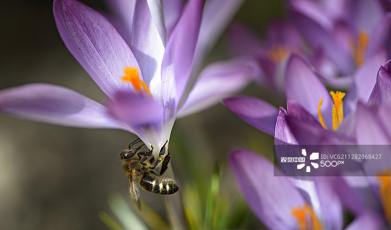 哈萨克斯坦阿拉木图图片素材