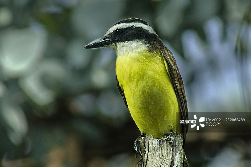 西里里图片素材