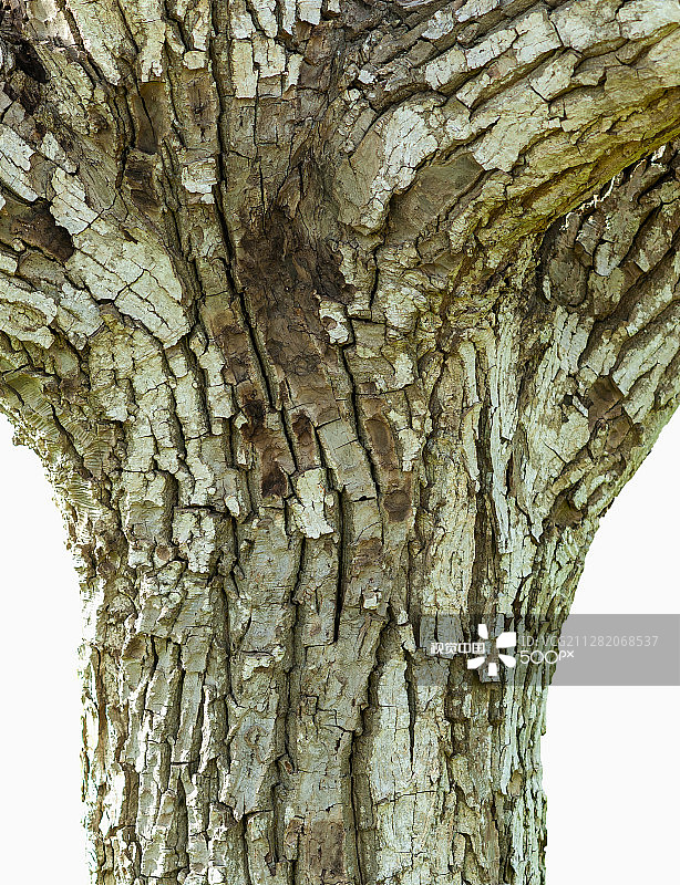 胡桃树干树皮细节图片素材