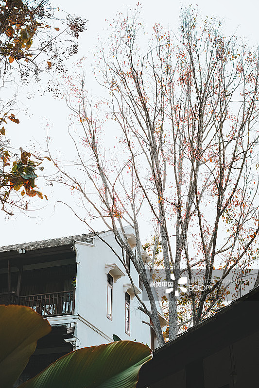 兰纳风格图片素材