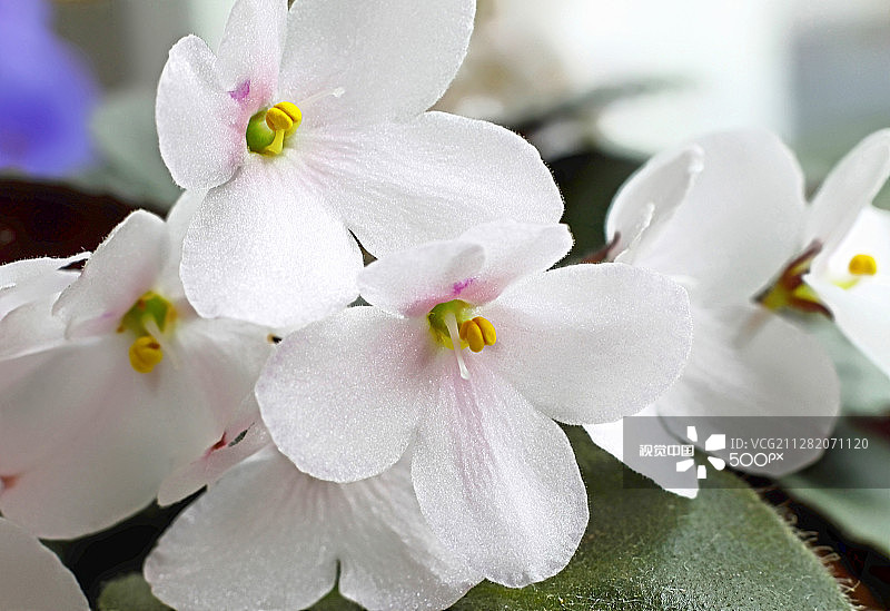 紫色花朵图片素材