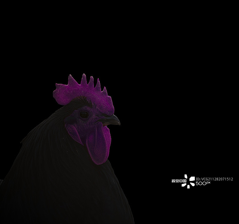 哥本哈根动物园的彩色公鸡图片素材