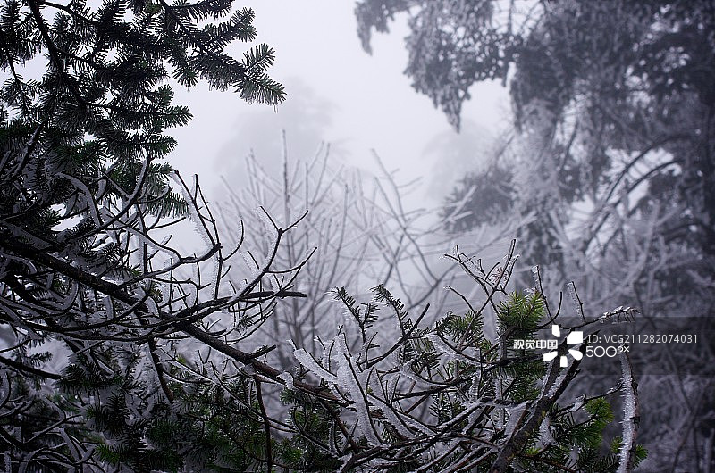 覆盖着冰雪的圣诞树图片素材
