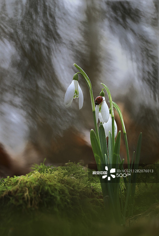 雪滴花图片素材