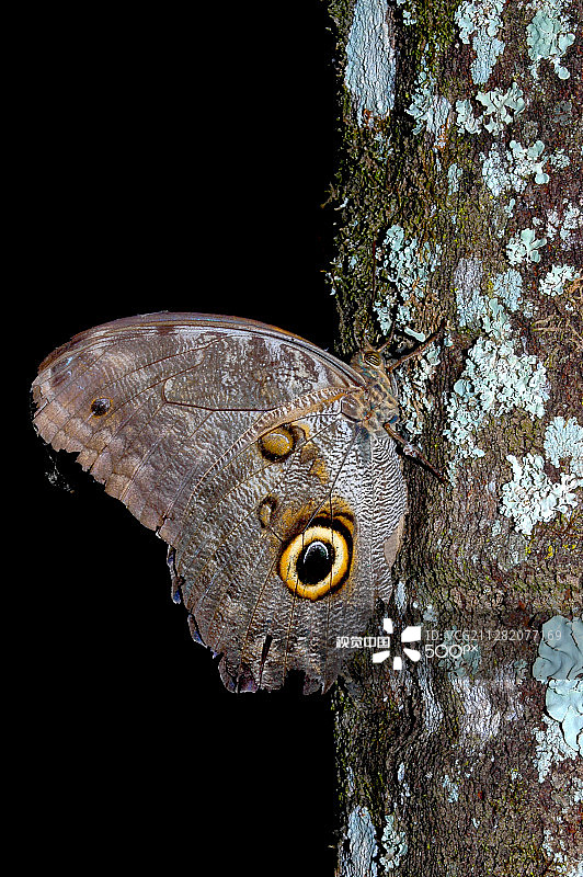 猫头鹰蝶图片素材