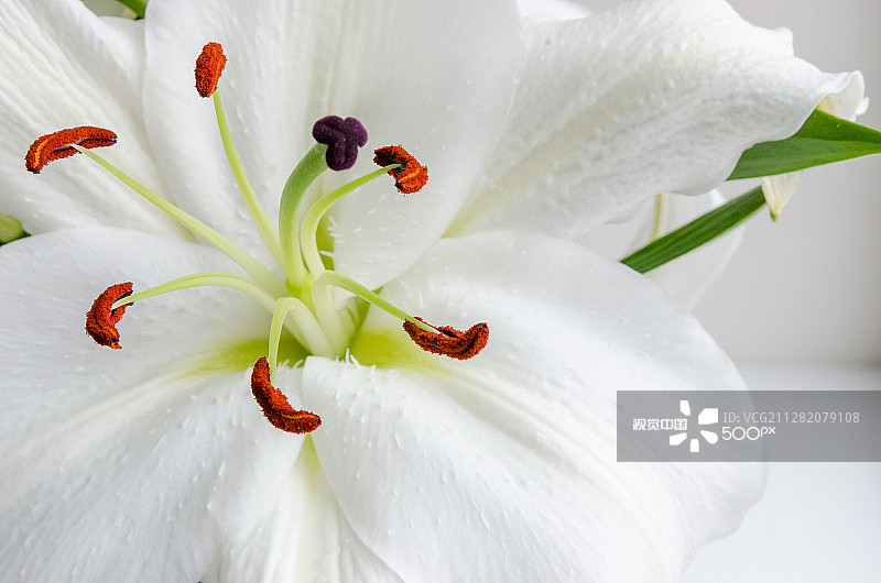 芬芳的白色百合花图片素材