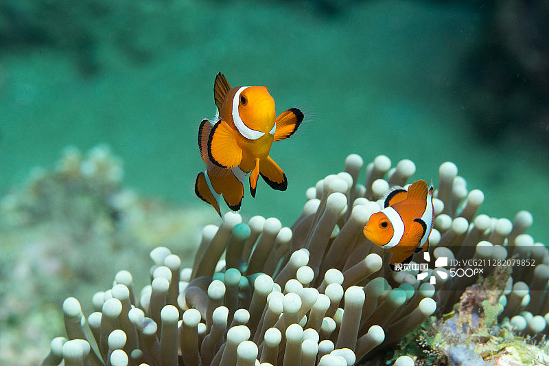 一对小丑鱼图片素材