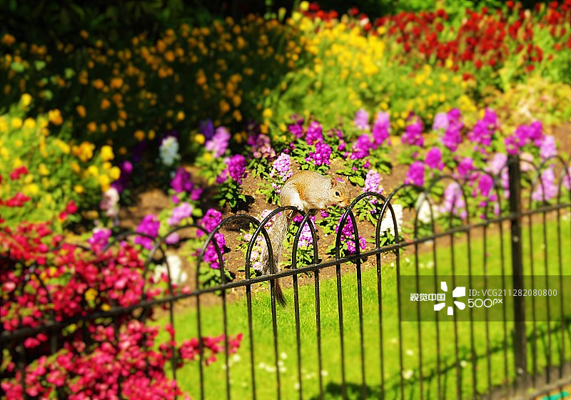 伦敦绿园图片素材