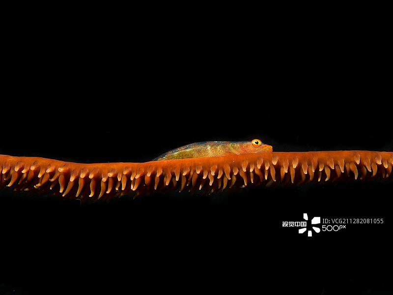 珊瑚鞭虾虎鱼2图片素材