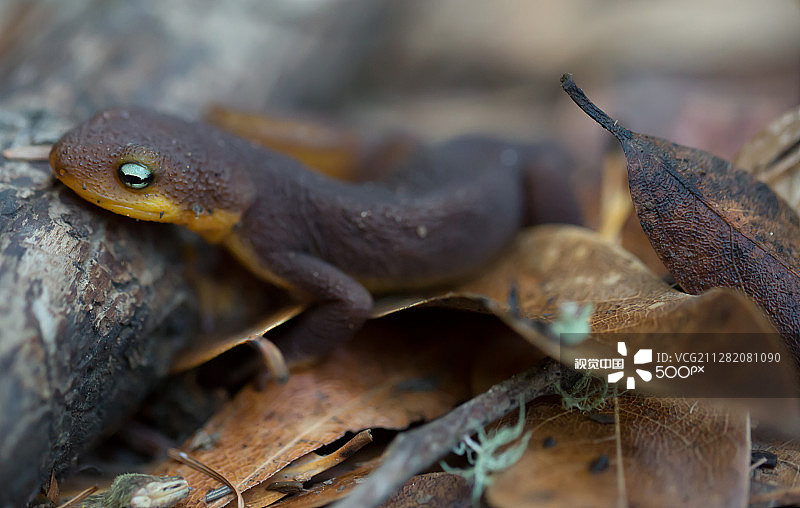 粗皮蝾螈，Taricha granulosa图片素材