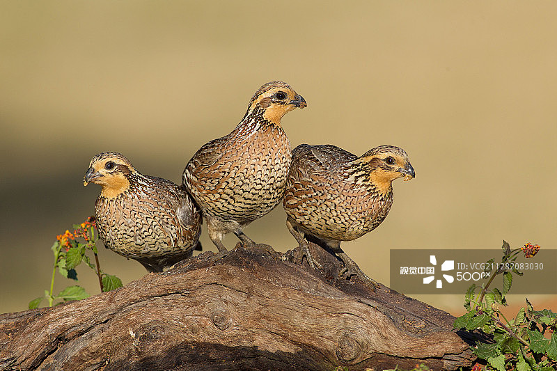 北部鹌鹑图片素材
