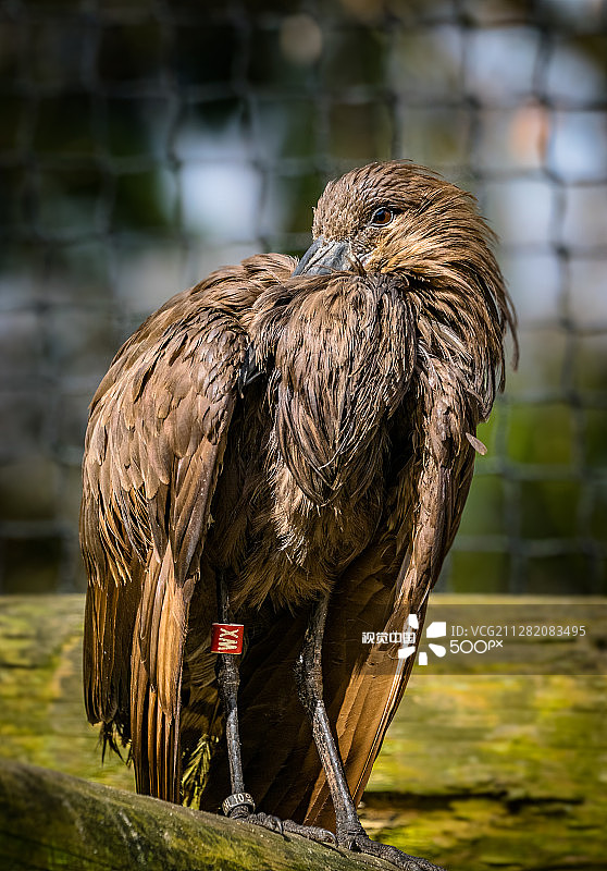 锤头鲨图片素材