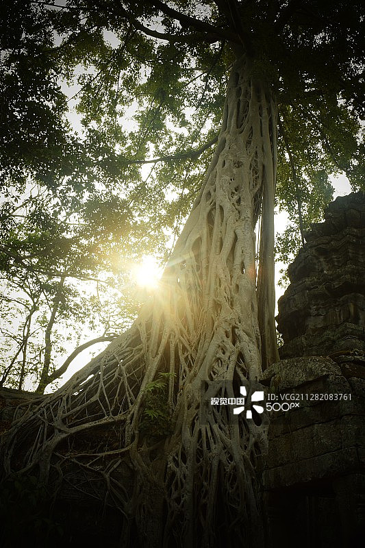 塔布笼寺的树图片素材