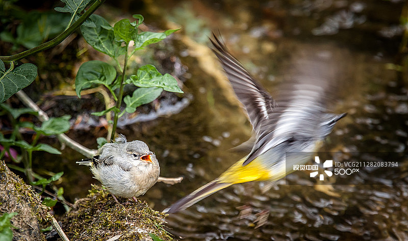 灰鹡鸰和小鸟图片素材