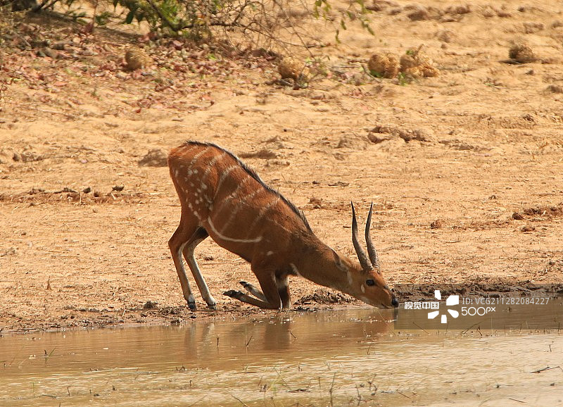 正在喝水的薮羚图片素材