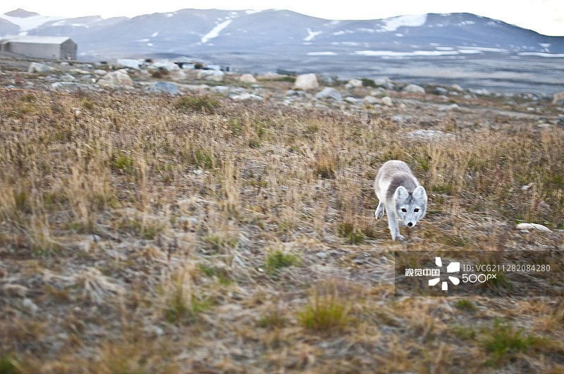 夏季北极狐图片素材