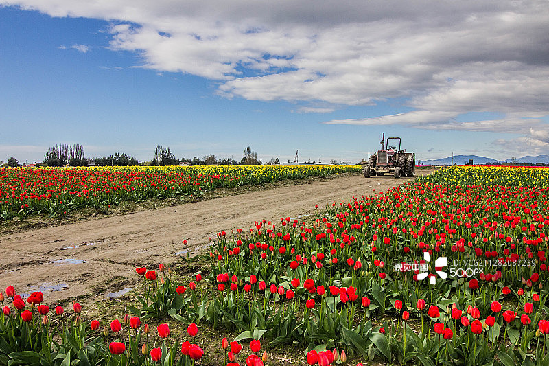 郁金香节图片素材