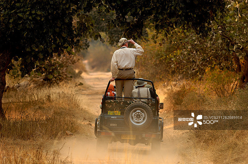 老虎野生动物园图片素材