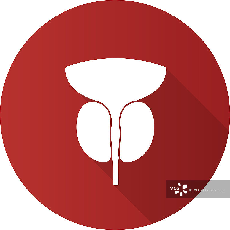 前列腺和尿道扁平设计图片素材