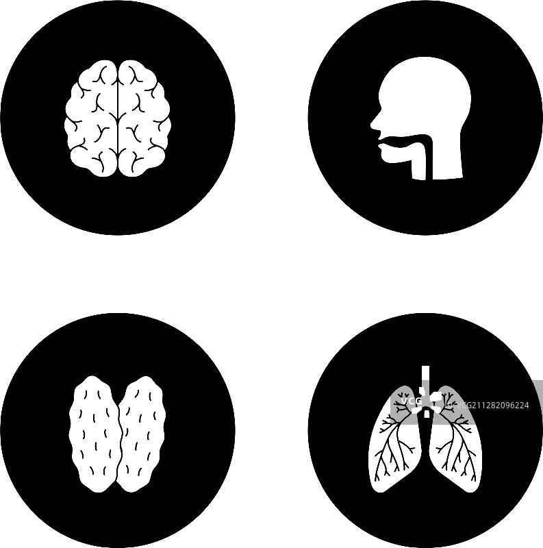 内部器官轮廓图标集图片素材