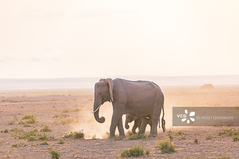 肯尼亚马赛马拉国家公园非洲大象～母子同行图片素材